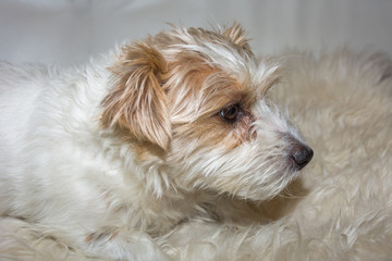 Kopf von Hund auf Fell