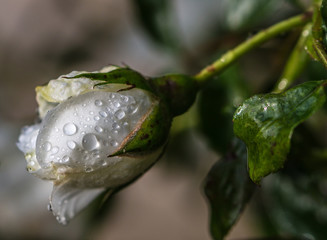 the white rose at sunset after the rain
