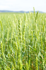 ear of green wheat in the field