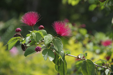 Mimosa Flower