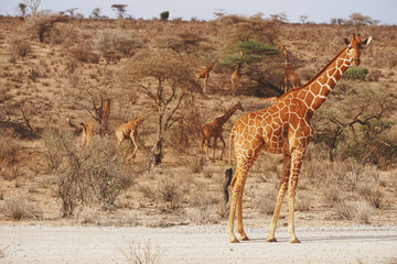 Giraffes in the African savanna
