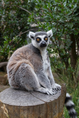 Fototapeta premium lemur sit eyes wide open looking 1