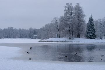 Frozen pond and swimming ducks. Cold Russian winter