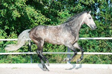 Obraz premium Running grey horse in manage