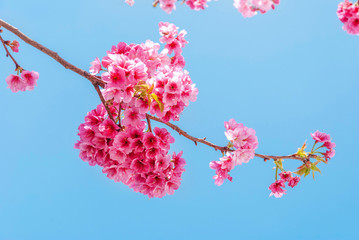 Cherry blossoms