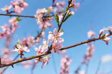 White sakura flower blossoming as natural background