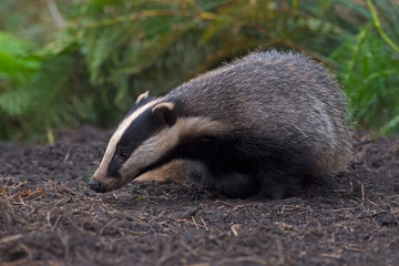Badger (Meles meles)/Badger emerging from sett in thick bracken