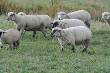 Naklejka premium moutons pré salé baie de somme