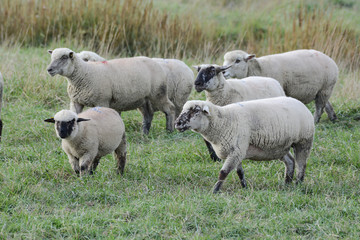 moutons pré salé baie de somme