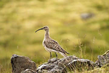 Iceland Bird