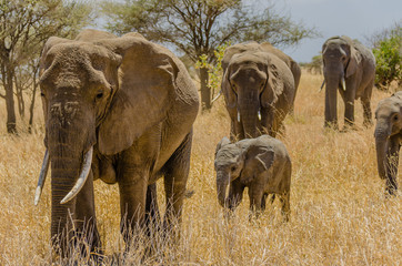 Elephant Family in Tarangire National Park, Tanzania © John