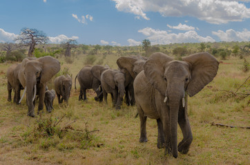 Naklejka na ściany i meble Elephant Herd in Tarangire National Park, Tanzania