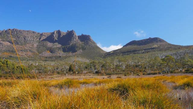 mt ossa and buttongrass plants on the overland track in cradle mountain national park, australia