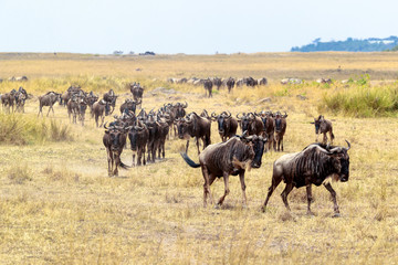 Fototapeta na wymiar Wildebeest Herd Migrating in Africa