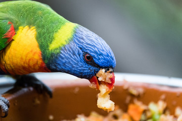 Rainbow Lorikeet