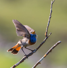 the bluethroat nightingale with its magnificent colors on the mountain © AGUS