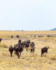 Fototapeta na wymiar Wildebeest Running Through Field in Africa