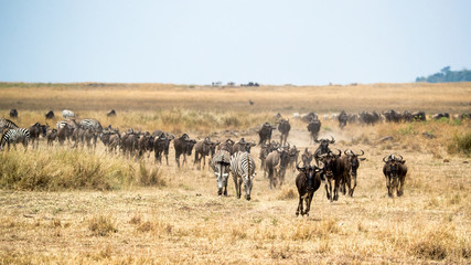 Zebra and Wildebeest Migrating in Kenya