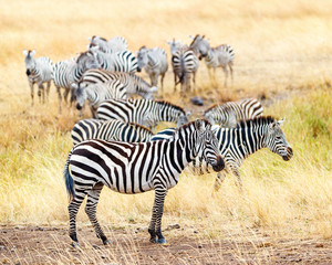 Fototapeta na wymiar Zebra Herd in Africa