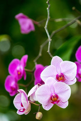 Fototapeta na wymiar a selection of pink and purple orchids flowers