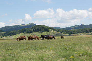 Fototapeta na wymiar Horses, Folen, herd protection