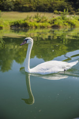 cygne blanc nageant paisiblement sur un lac