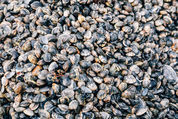 Vongole