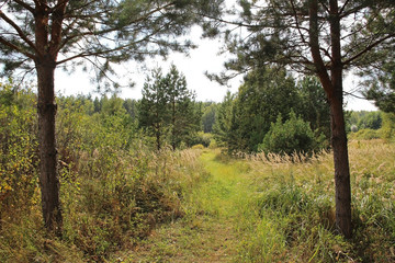 Fototapeta na wymiar Path in a summer mixed forest. Country landscape.