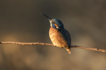 Common kingfisher