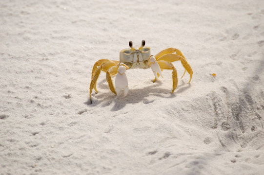 Sand Crab 01