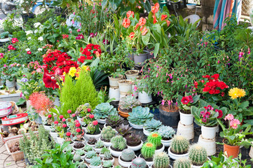 indoor plants for sale