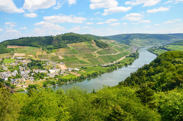 Fototapeta na wymiar Moselle Valley Germany: View to river Moselle near village Puenderich and Marienburg Castle - Mosel wine region, Germany Europe