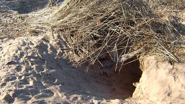 Cape ground squirrels (Xerus inauris) at burrow entrance. 