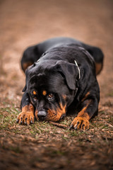 Adorable Devoted Purebred Rottweiler