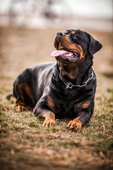 Adorable Devoted Purebred Rottweiler