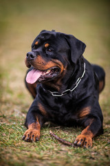 Adorable Devoted Purebred Rottweiler