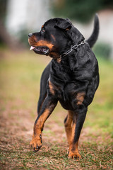 Adorable Devoted Purebred Rottweiler