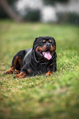 Adorable Devoted Purebred Rottweiler
