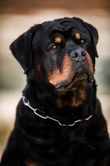 Obraz premium Adorable Devoted Purebred Rottweiler