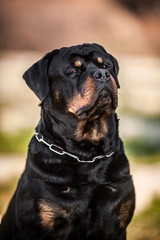 Adorable Devoted Purebred Rottweiler