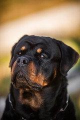 Obraz premium Adorable Devoted Purebred Rottweiler