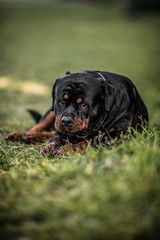 Adorable Devoted Purebred Rottweiler