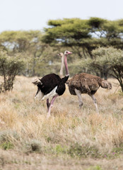 Two Ostrich