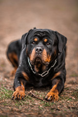Adorable Devoted Purebred Rottweiler