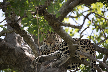 Fototapeta na wymiar Leopard in Tree