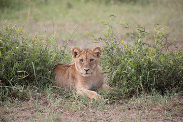 Obraz na płótnie Canvas Lion cub in Grass