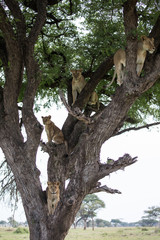 Lions in a tree