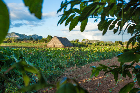 Valle de Vi&ntilde;ales, Cuba