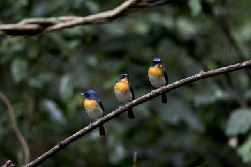 Tickell’s Blue Flycatcher 