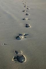 fussspuren am nordseestrand auf der insel texel